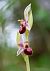 Ophrys arachnitiformis  - Albert Galzin