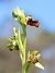 Ophrys incubacea  - Albert Galzin