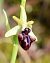 Ophrys incubacea  - Albert Galzin