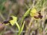 Ophrys bilunulata  - Albert Galzin