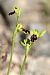 Ophrys bilunulata  - Albert Galzin