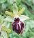 Ophrys passionis (Ophrys de la Passion) © Robert Weimer