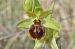 Ophrys suboccidentalis (Ophrys suboccidental) © Jean-Christophe Blanchard