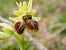 Ophrys occidentalis (Ophrys occidental) © Jean-Christophe Blanchard