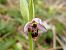 Ophrys scolopax (Ophrys bécasse) © Jean-Christophe Blanchard