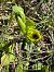 Ophrys lutea (Ophrys jaune) © Nadine Duche