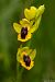 Ophrys lutea (Ophrys jaune) © Alain Garcin