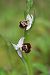 Ophrys linearis © Michel Guyot