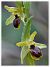 Ophrys araneola (Ophrys petite araignée) © Françoise Blondel