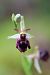 Ophrys morisii  - Mathis Buriasco