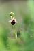 Ophrys morisii  - Mathis Buriasco