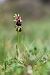 Ophrys morisii  - Mathis Buriasco