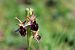 Ophrys morisii  - Mathis Buriasco