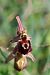 Ophrys morisii  - Mathis Buriasco