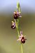 Ophrys morisii  - Mathis Buriasco