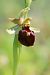 Ophrys morisii  - Mathis Buriasco