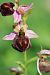 Ophrys morisii  - Mathis Buriasco