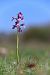 Anacamptis papilionacea  - Mathis Buriasco