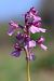 Anacamptis papilionacea  - Mathis Buriasco