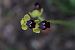 Ophrys peraiolae  - Mathis Buriasco