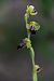Ophrys peraiolae  - Mathis Buriasco