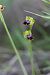 Ophrys peraiolae  - Mathis Buriasco