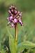Himantoglossum robertianum (Orchis géant) © Jean Valentin