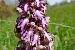 Himantoglossum robertianum (Orchis géant) © Pascale Chevalier