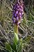 Himantoglossum robertianum (Orchis géant) © Jacques Hallot