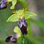 Ophrys forestieri © Jacques Hallot