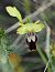 Ophrys forestieri © Jacques Hallot