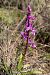 Orchis olbiensis  - Patrick Serra