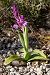 Orchis olbiensis (Orchis d'Hyères) © Patrick Serra