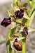 Ophrys incubacea  - Patrick Serra