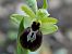 Ophrys exaltata subsp. marzuola (Ophrys de mars) © Christian Samson