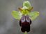 Ophrys forestieri  - Christian Samson