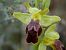 Ophrys forestieri (Ophrys de Forestier) © Christian Samson