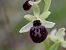 Ophrys exaltata subsp. marzuola (Ophrys de mars) © Christian Samson