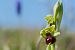 Ophrys suboccidentalis subsp. olonae  - François Jauzelon