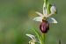 Ophrys suboccidentalis subsp. olonae  - François Jauzelon