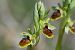 Ophrys araneola  - François Jauzelon