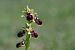 Ophrys passionis  - François Jauzelon
