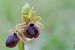 Ophrys passionis  - François Jauzelon