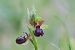 Ophrys passionis  - François Jauzelon