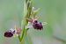 Ophrys passionis (Ophrys de la Passion) © François Jauzelon
