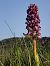Himantoglossum robertianum (Orchis géant) © Jean Claude Bouveron