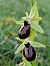 Ophrys occidentalis  - Jean Claude Bouveron