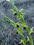 Ophrys araneola - Jean Claude Bouveron