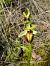 Ophrys occidentalis  - Jean Claude Bouveron