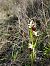 Ophrys occidentalis (Ophrys occidental) © Jean Claude Bouveron